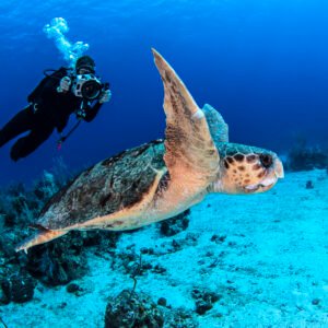 BUCEO EN ISLA CATALINA